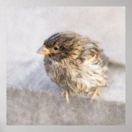 Sparrow - Weer Forecast Epic Fail Poster