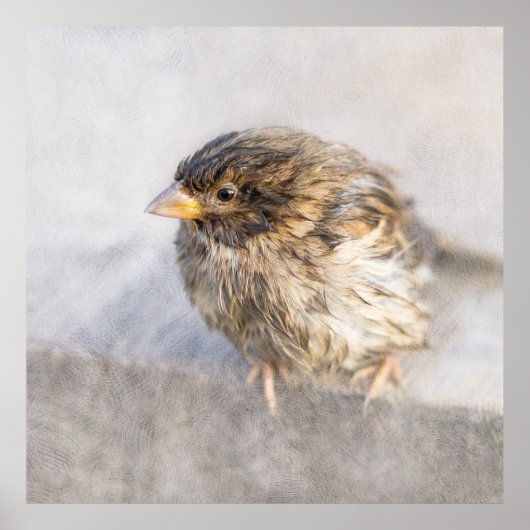 Sparrow - Weer Forecast Epic Fail Poster (Voorkant)