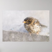 Sparrow - Weer Forecast Epic Fail Poster (Voorkant)