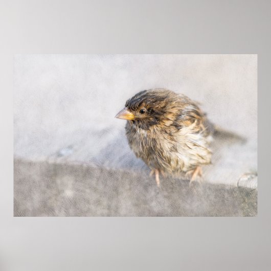 Sparrow - Weer Forecast Epic Fail Poster (Voorkant)