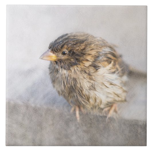 Sparrow - Weer Forecast Epic Fail Tegeltje (Voorkant)