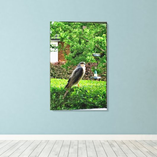 Sparrowhawa in mijn tuin canvas afdruk (Insitu (Houten vloer))