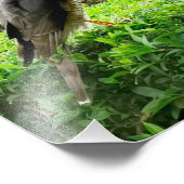 Sparrowhawa in mijn tuin foto afdruk (Hoek)