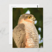 Sparrowhawk Briefkaart (Voorkant / Achterkant)