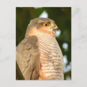 Sparrowhawk Briefkaart (Voorkant)