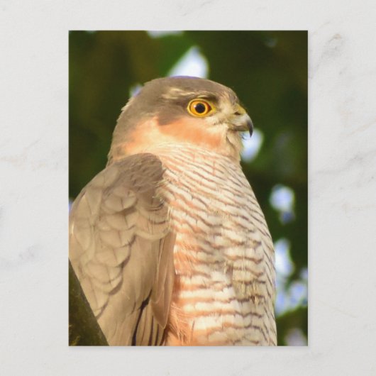 Sparrowhawk Briefkaart (Voorkant)