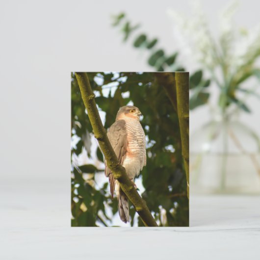 Sparrowhawk Briefkaart (Staand voorkant)