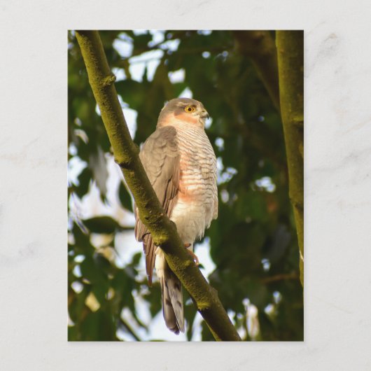 Sparrowhawk Briefkaart (Voorkant)