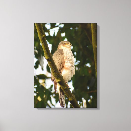 Sparrowhawk Canvas Afdruk (Voorkant)