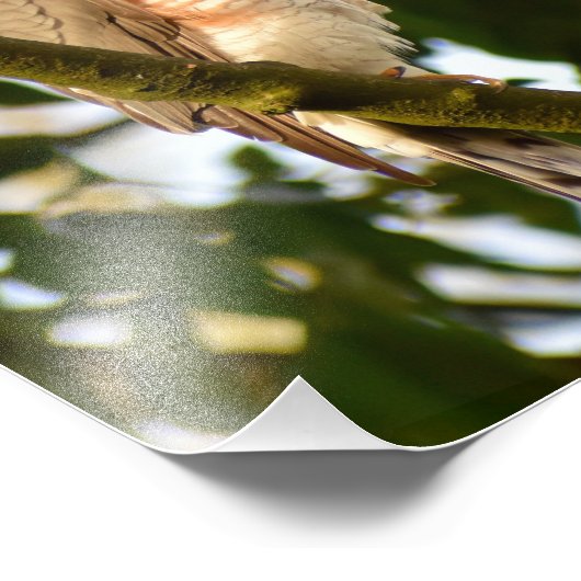 Sparrowhawk Foto Afdruk (Hoek)