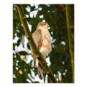 Sparrowhawk Foto Afdruk (Voorkant)