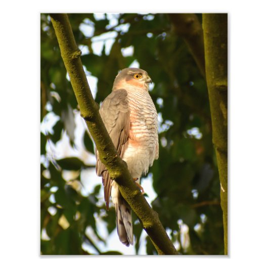 Sparrowhawk Foto Afdruk (Voorkant)