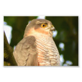 Sparrowhawk Foto Afdruk (Voorkant)