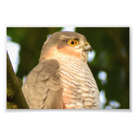 Sparrowhawk Foto Afdruk (Voorkant)