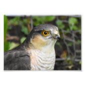 Sparrowhawk Foto Afdruk (Voorkant)