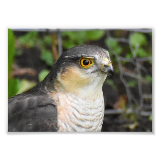 Sparrowhawk Foto Afdruk (Voorkant)