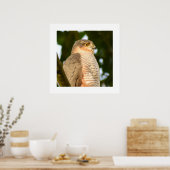Sparrowhawk Poster (Keuken)