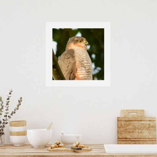 Sparrowhawk Poster (Keuken)