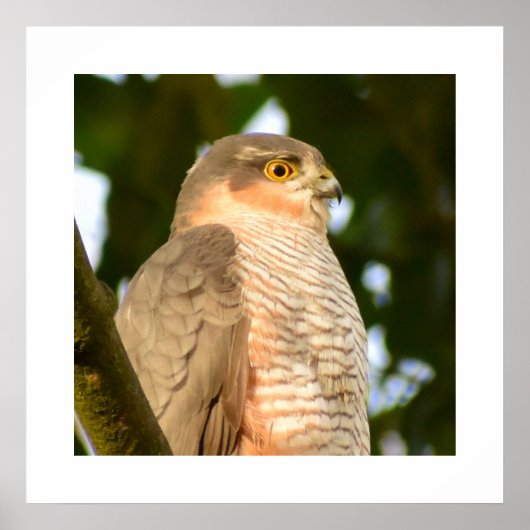 Sparrowhawk Poster (Voorkant)