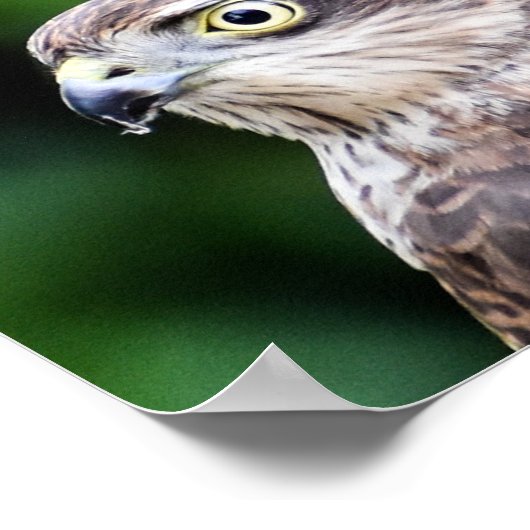 Sparrowhawk Print, Value Poster Paper (Matte) (Hoek)