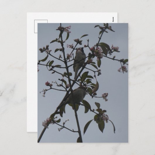 Sparrows in Tree with Autumn Flowers DIY Postcard Feestdagenkaart (Voorkant / Achterkant)