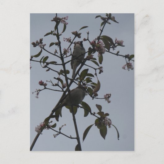 Sparrows in Tree with Autumn Flowers DIY Postcard Feestdagenkaart (Voorkant)
