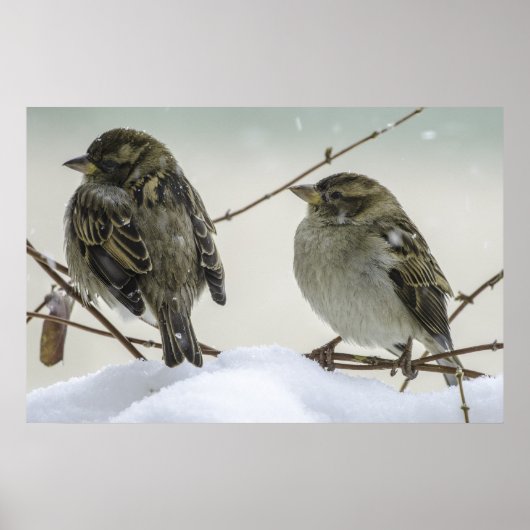 Sparrows in Winter Poster (Voorkant)