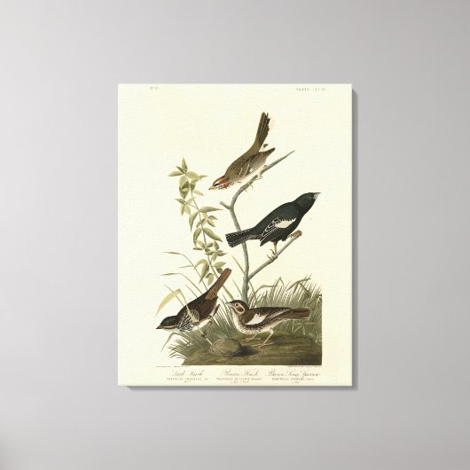 Sparrows, Lark Bunting, Audubon's Birds of America Canvas Afdruk (Voorkant)