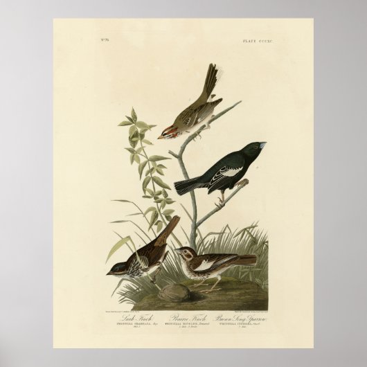 Sparrows, Lark Bunting, Audubon's Birds of America Poster (Voorkant)