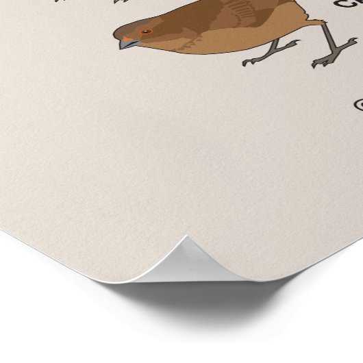 Sparrows van Santa Clara Poster (Hoek)