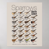 Sparrows van Santa Clara Poster (Voorkant)