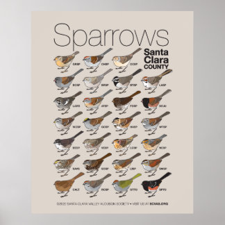 Sparrows van Santa Clara Poster