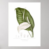 Spathiphyllopsis minahassae poster (Voorkant)