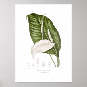 Spathiphyllopsis minahassae poster