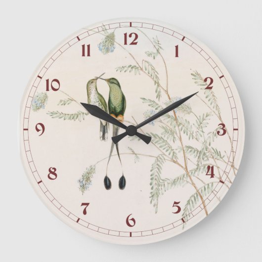 Spathura Peruana Hummingbirds by John Gould Grote Klok (Voorkant)