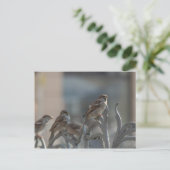 Spatzen Briefkaart (Staand voorkant)