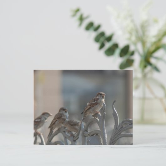 Spatzen Briefkaart (Staand voorkant)
