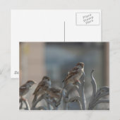 Spatzen Briefkaart (Voorkant / Achterkant)