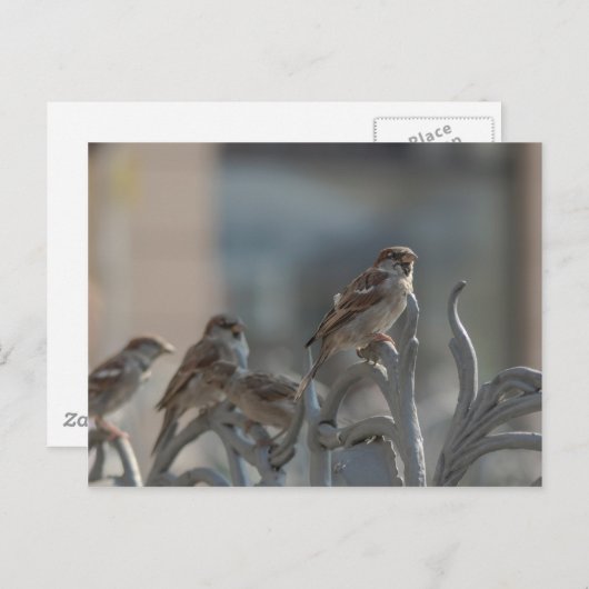 Spatzen Briefkaart (Voorkant / Achterkant)