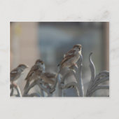 Spatzen Briefkaart (Voorkant)
