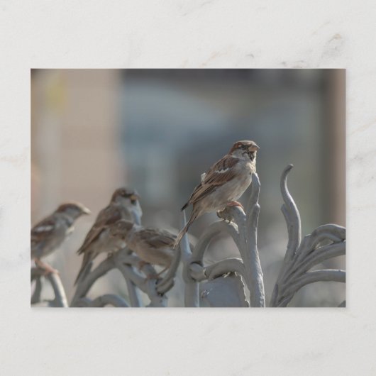 Spatzen Briefkaart (Voorkant)