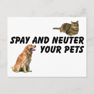 Spay en Neuter Briefkaart