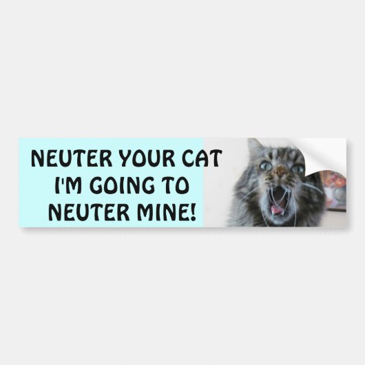 Spay en Neuter je kat. Schokte Kat Bumpersticker (Voorkant)