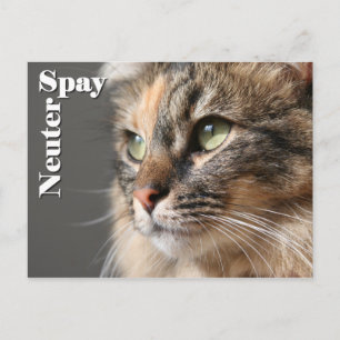 Spay/Neuter Briefkaart