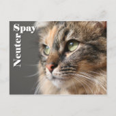Spay/Neuter Briefkaart (Voorkant)