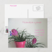 Speak Kindly Pink Quill Briefkaart (Voorkant / Achterkant)