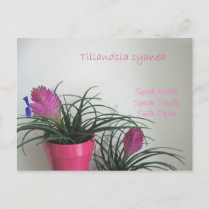Speak Kindly Pink Quill Briefkaart