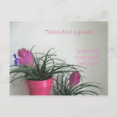 Speak Kindly Pink Quill Briefkaart (Voorkant)