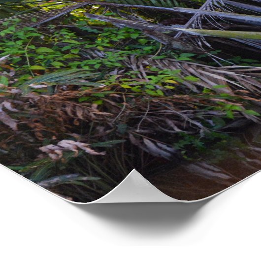 Speaker gevangen in Nipa Palm op het schiereiland  Poster (Hoek)