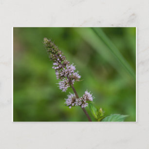 Spearmint Paarse wilde bloemen Briefkaart